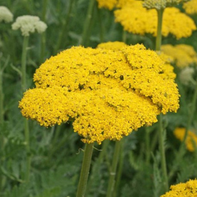 Yarrow SUNSET MIX Perennial Gold & Red Flowers Pollinators Non-GMO 1500 Seeds!