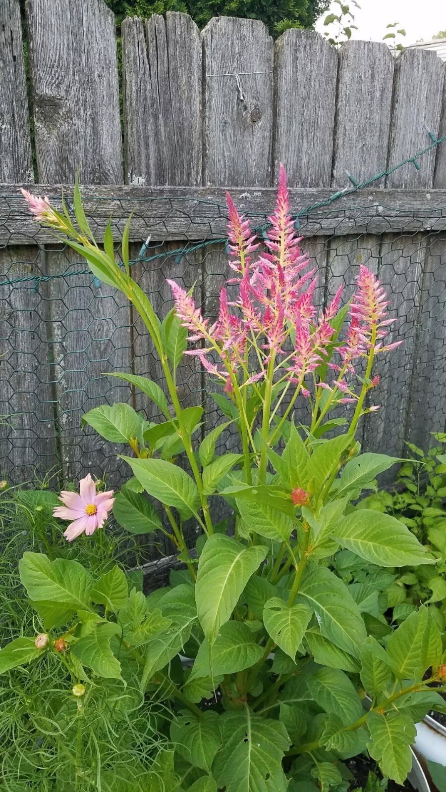 Summer Sherbert Celosia Seeds 50 Organic Seeds RARE
