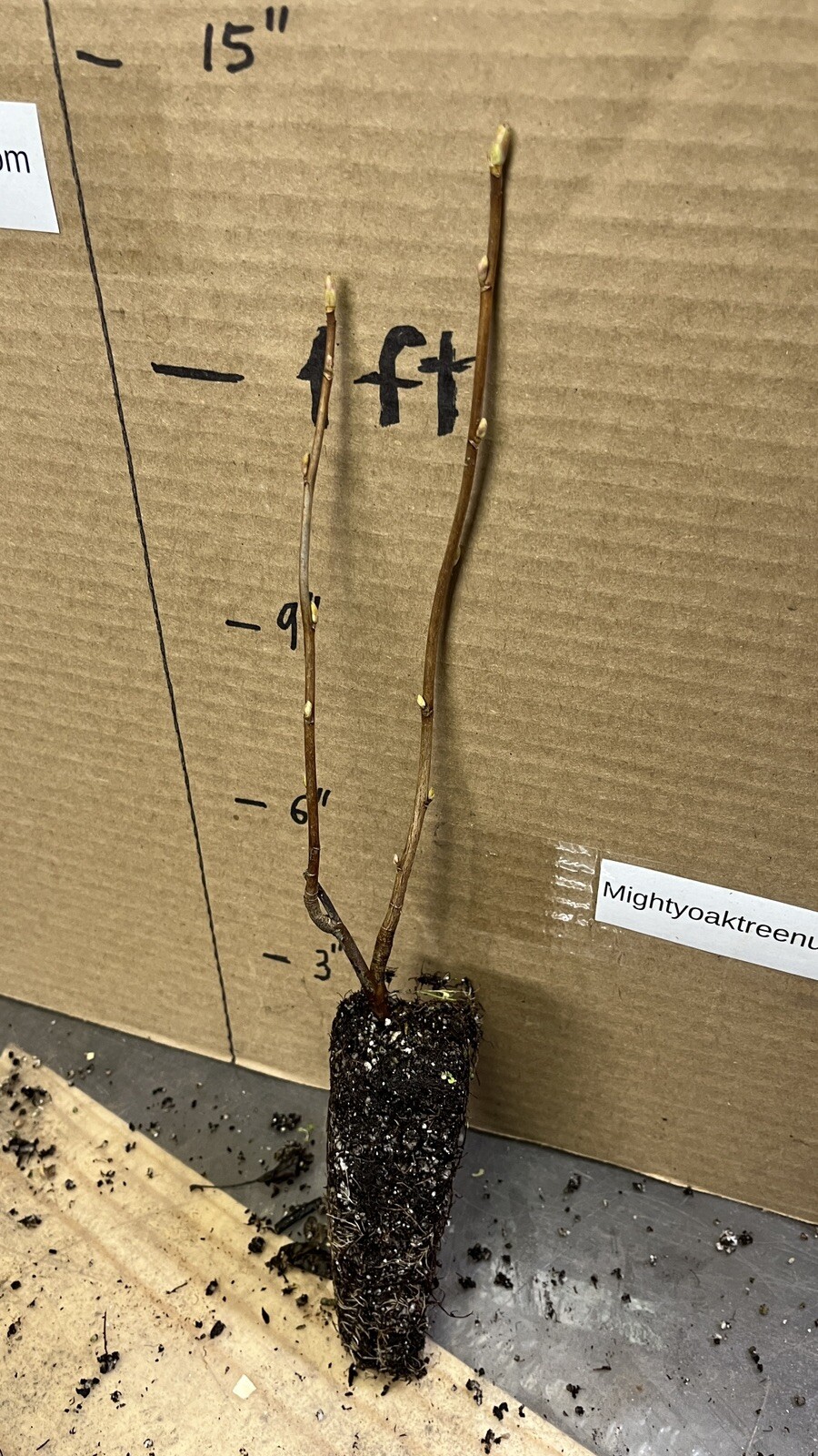 Swedish Black Currant Rooted , 1 rooted plant 8-12″ tall, 1 year old