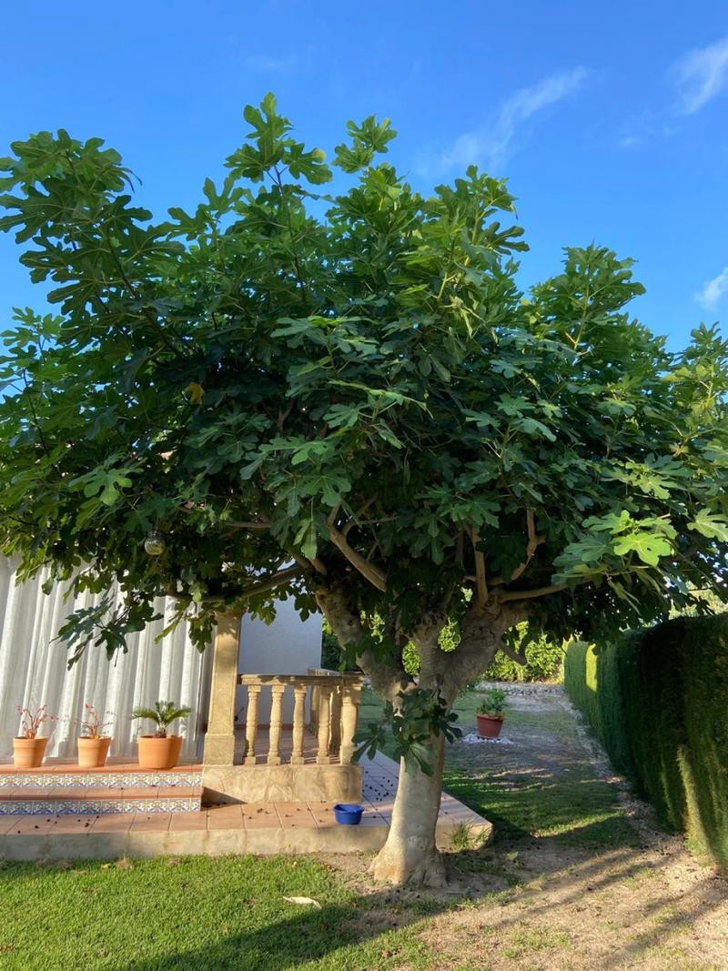 Fig Tree Seeds 300ct Ficus carica Fruit Seeds for Planting Outdoor Garden
