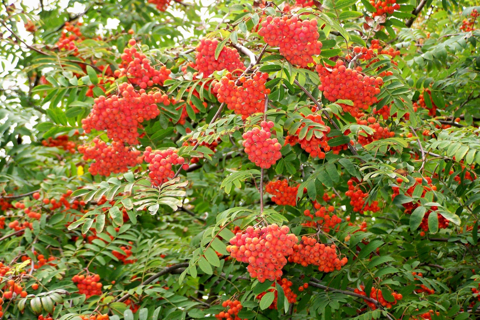 Rowan, (European Mountain Ash), Sorbus aucuparia, Tree Seeds