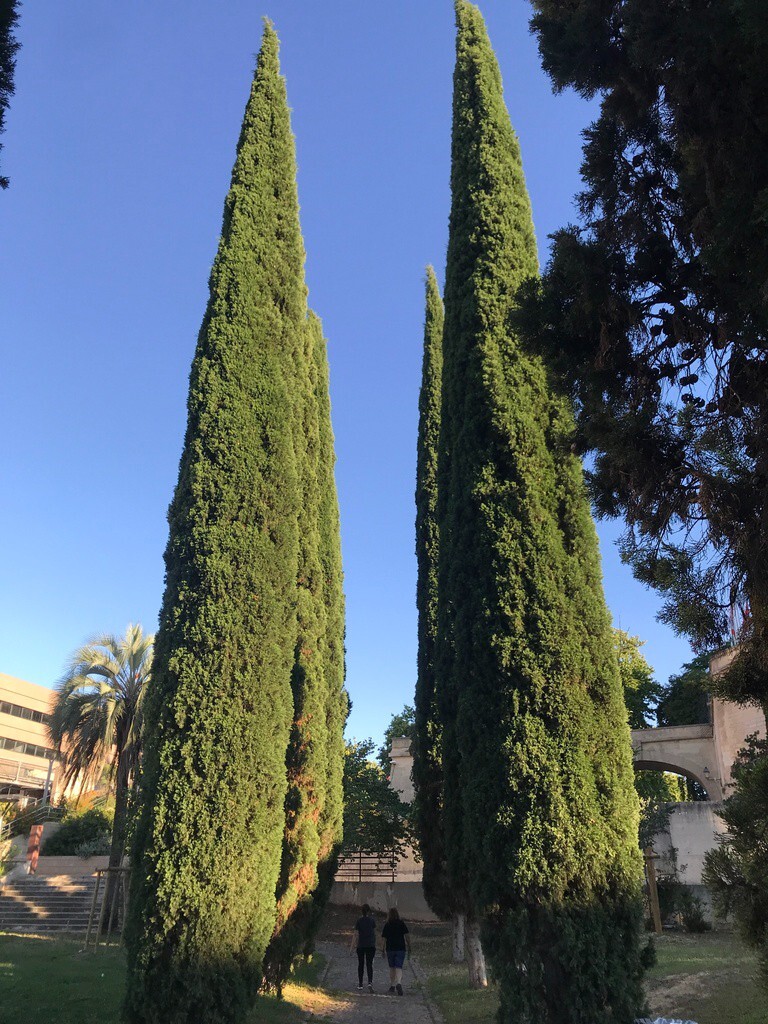 Upright Italian Cypress | Premium Seeds | Cupressus sempervirens Stricta Plants’
