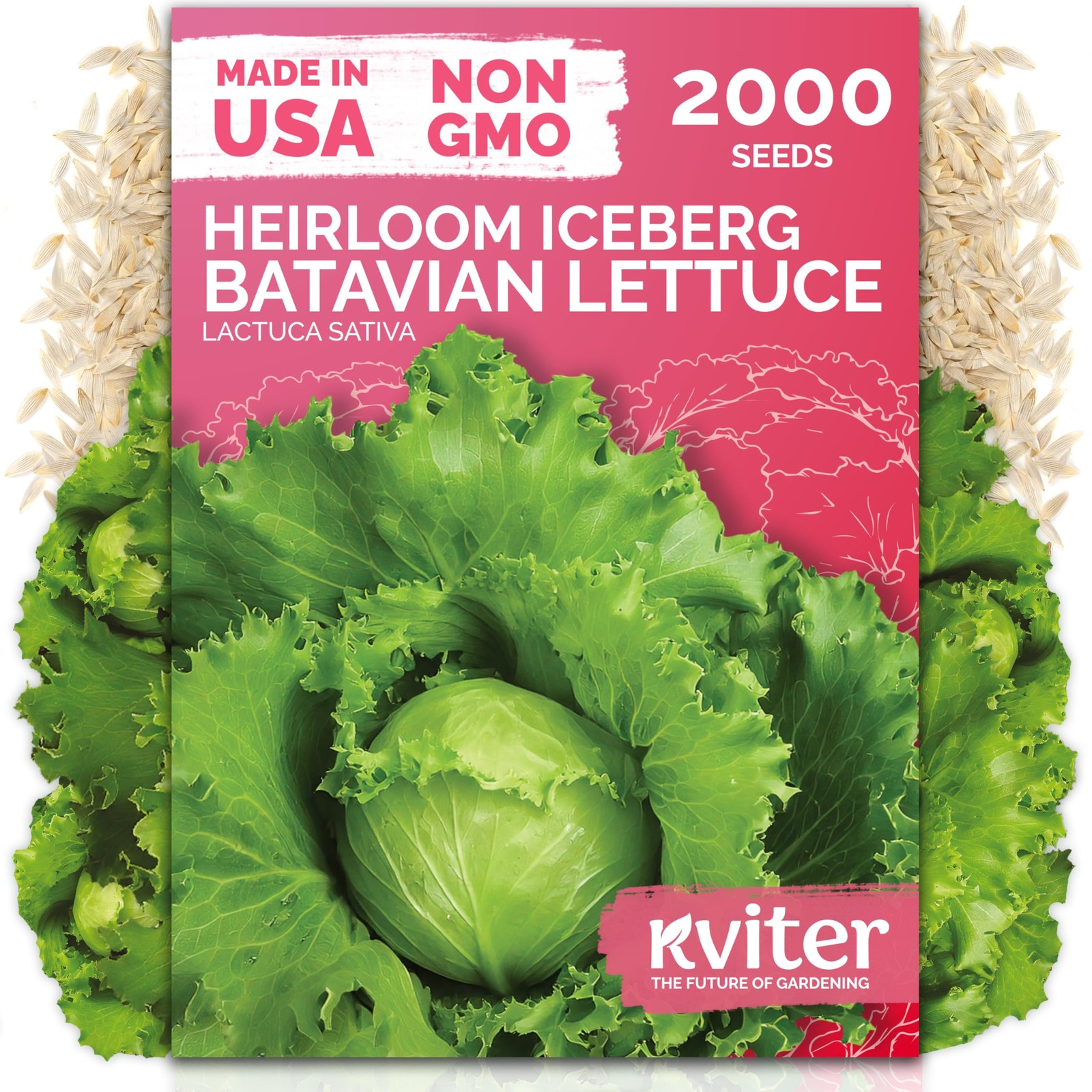 KVITER 2000 Iceberg Batavian Lettuce Seeds (Lactuca Sativa)