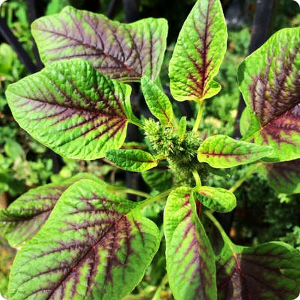 500 Pcs Red Stripe Leaf Amaranth Seeds – Edible Spinach-Like Salad Green Spinach