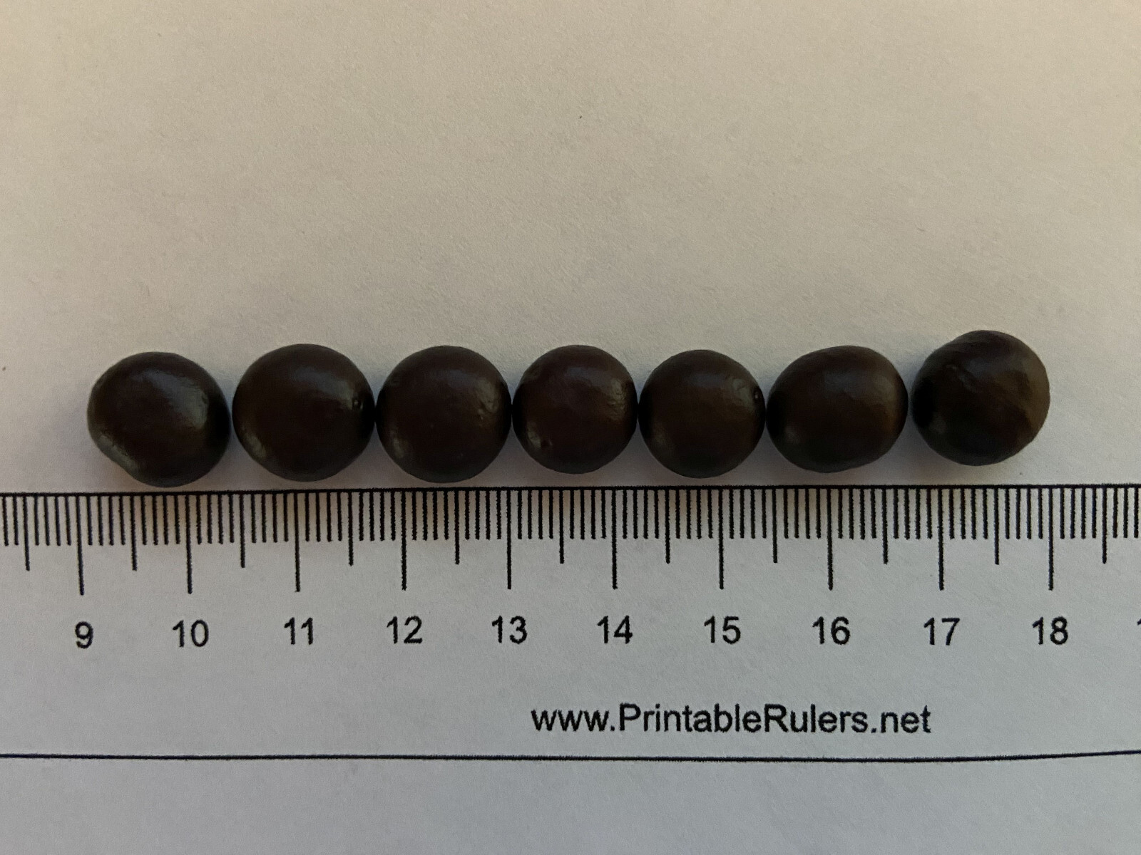 Sabal sp. ‘Tamaulipas’ Seeds! Almost NEVER Offered! Cold Hardy!