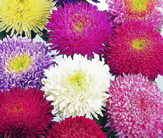 ASTER POWDER PUFF MIXED COLORS Callistephus Chinensis – 200 Bulk Seeds