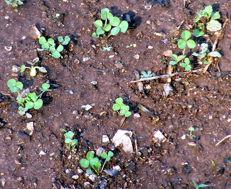 White “Ladino” Clover Seed. Feed Bees, Food Plots, Non GMO. Pasture Forage!