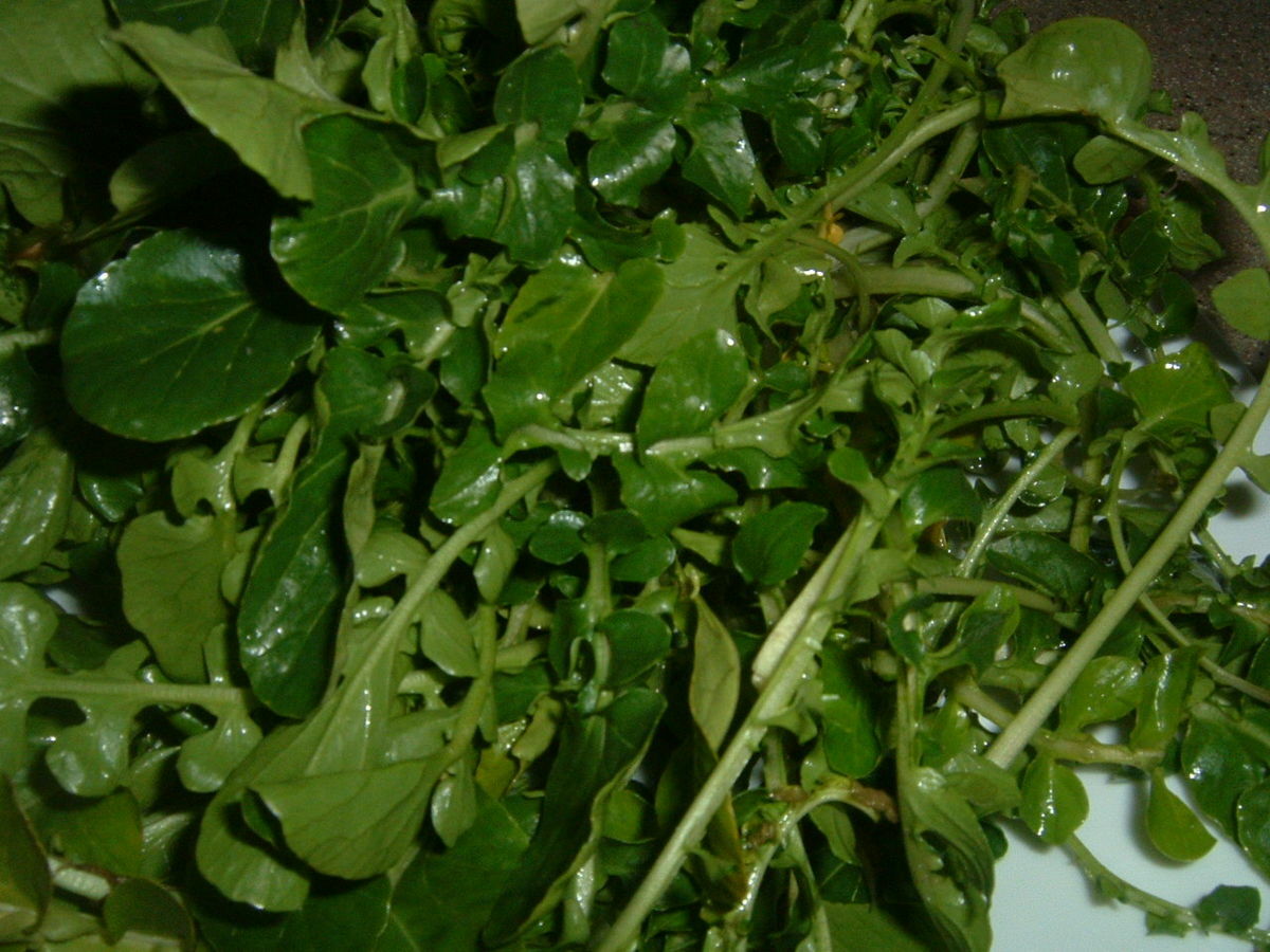 2000 True Watercress Seeds Non-GMO Heirloom | USA Seller