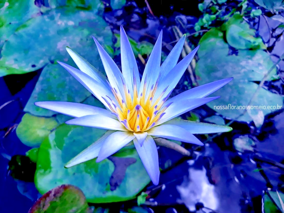 10 EGYPTIAN BLUE WATER LILY SEEDS – Nymphaea Caerulea