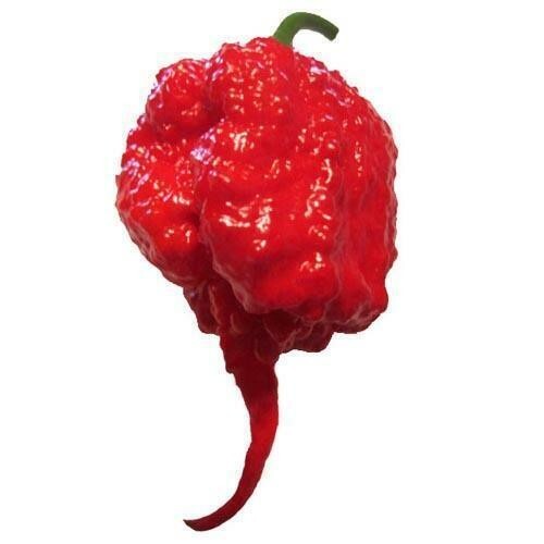 15+ Carolina Reaper Organic Premium Seeds- Non GMO