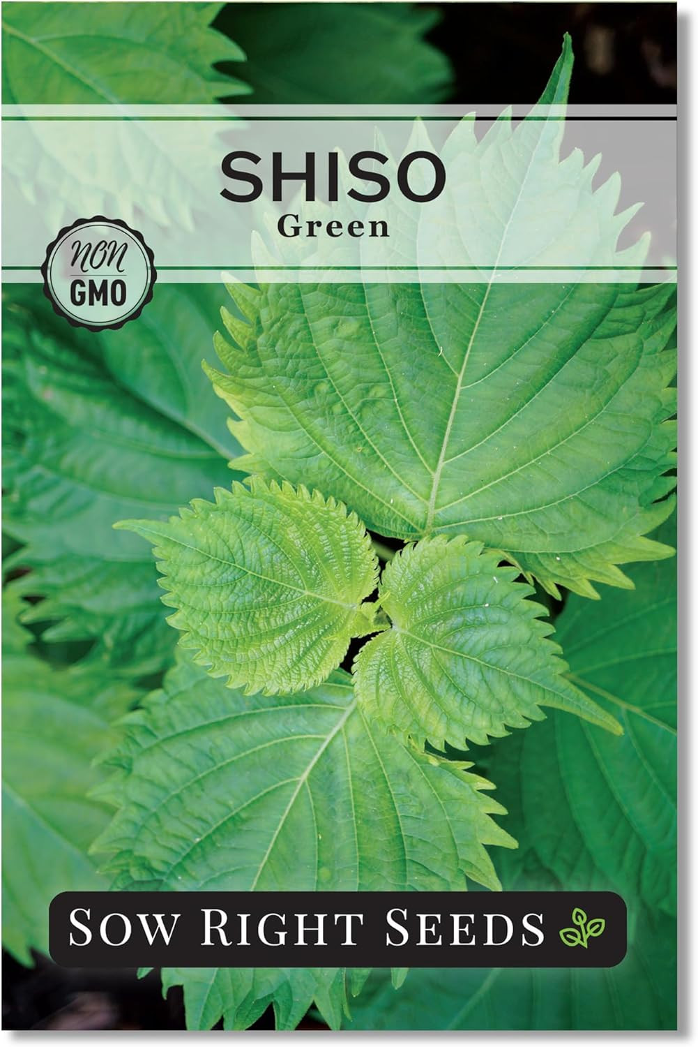 Sow Right Seeds – Green Shiso Seeds for Planting – Perilla Seeds Japanese Shiso