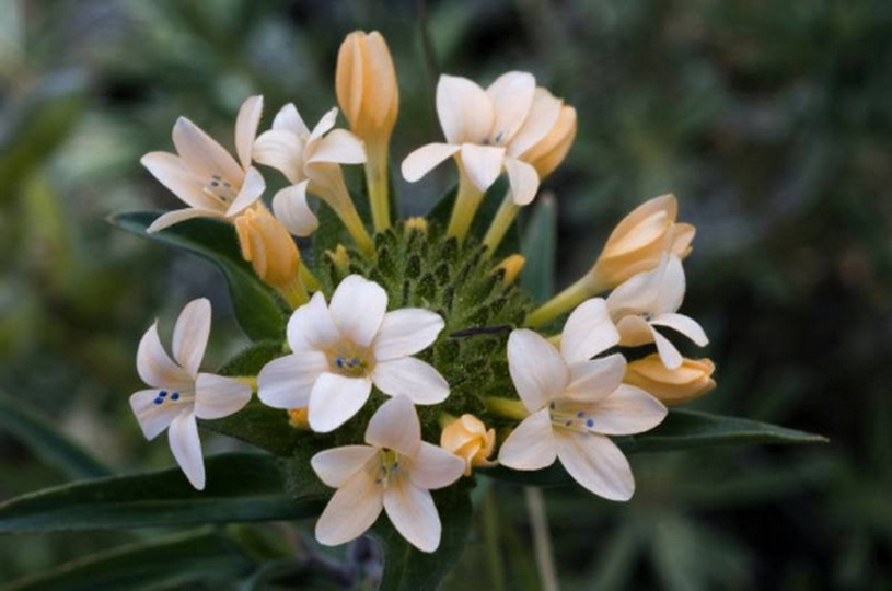200 Phlox Large Flowered Collomia grandiflora Flower Seeds