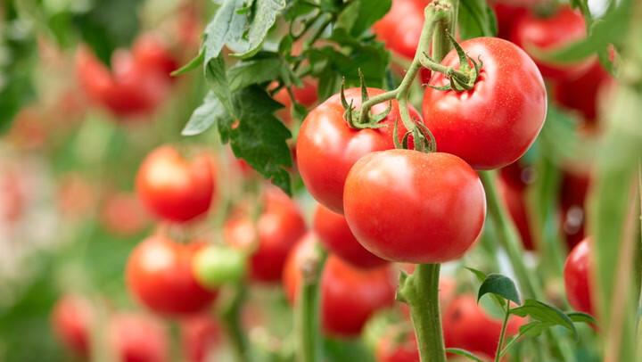 Best Boy Bush Hybrid Tomato Seeds – 25 Seeds