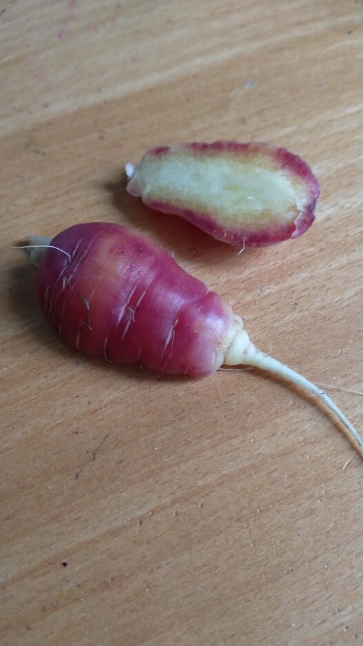 Red dragon carrot seeds 200+ seeds + Free Shipping