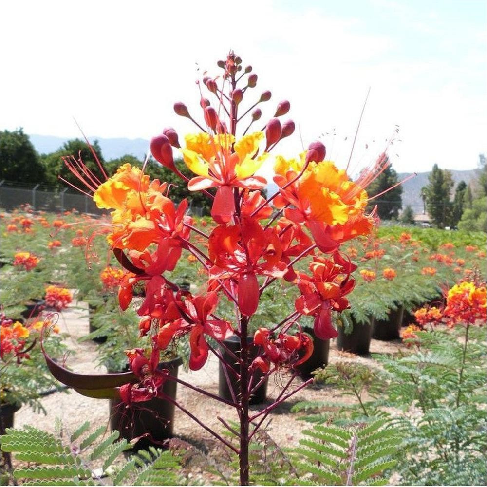 Caesalpinia Pulcherrima aka Red Bird of Paradise 5 Seeds Free Shipping!