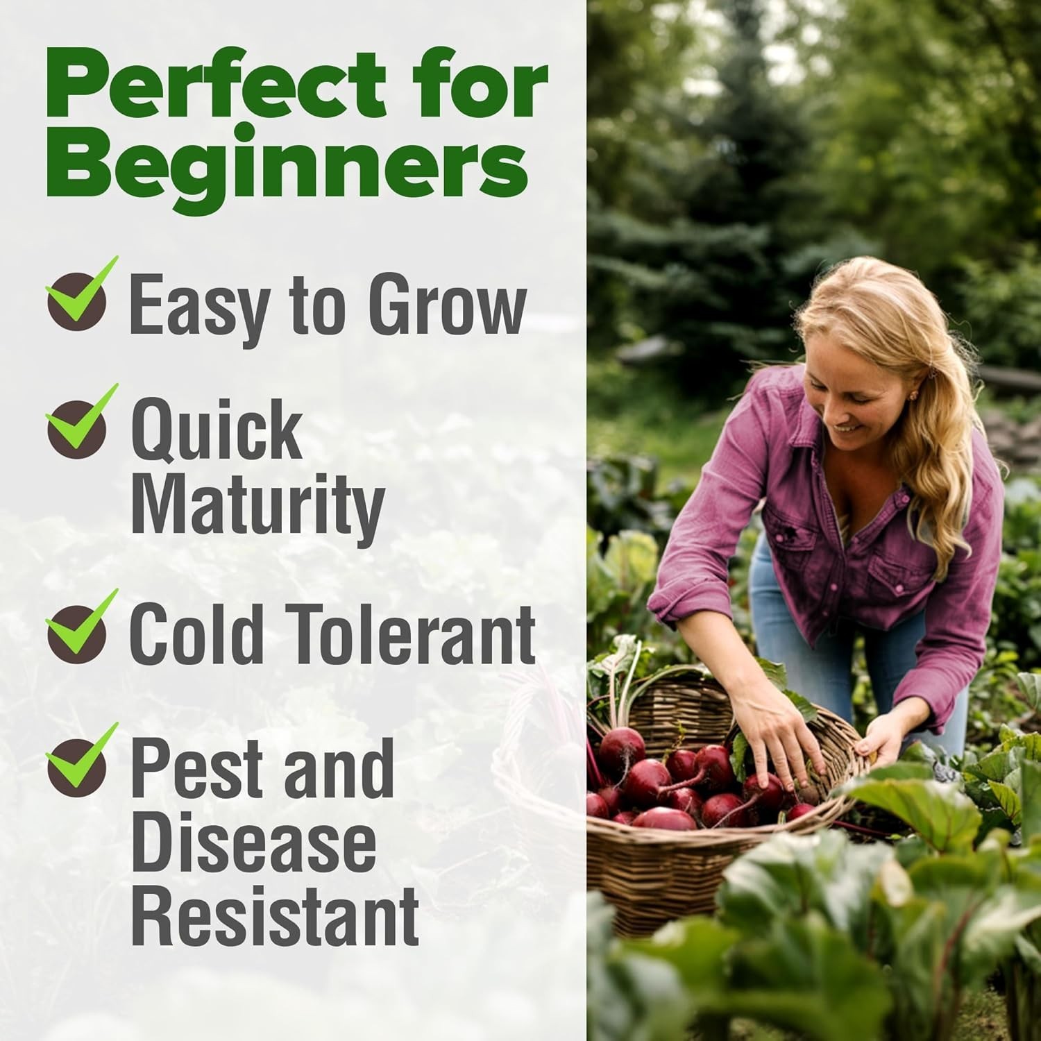 Detroit Dark Red Beet Seeds 2 Pack – Non-GMO, High Germination for Easy Growing