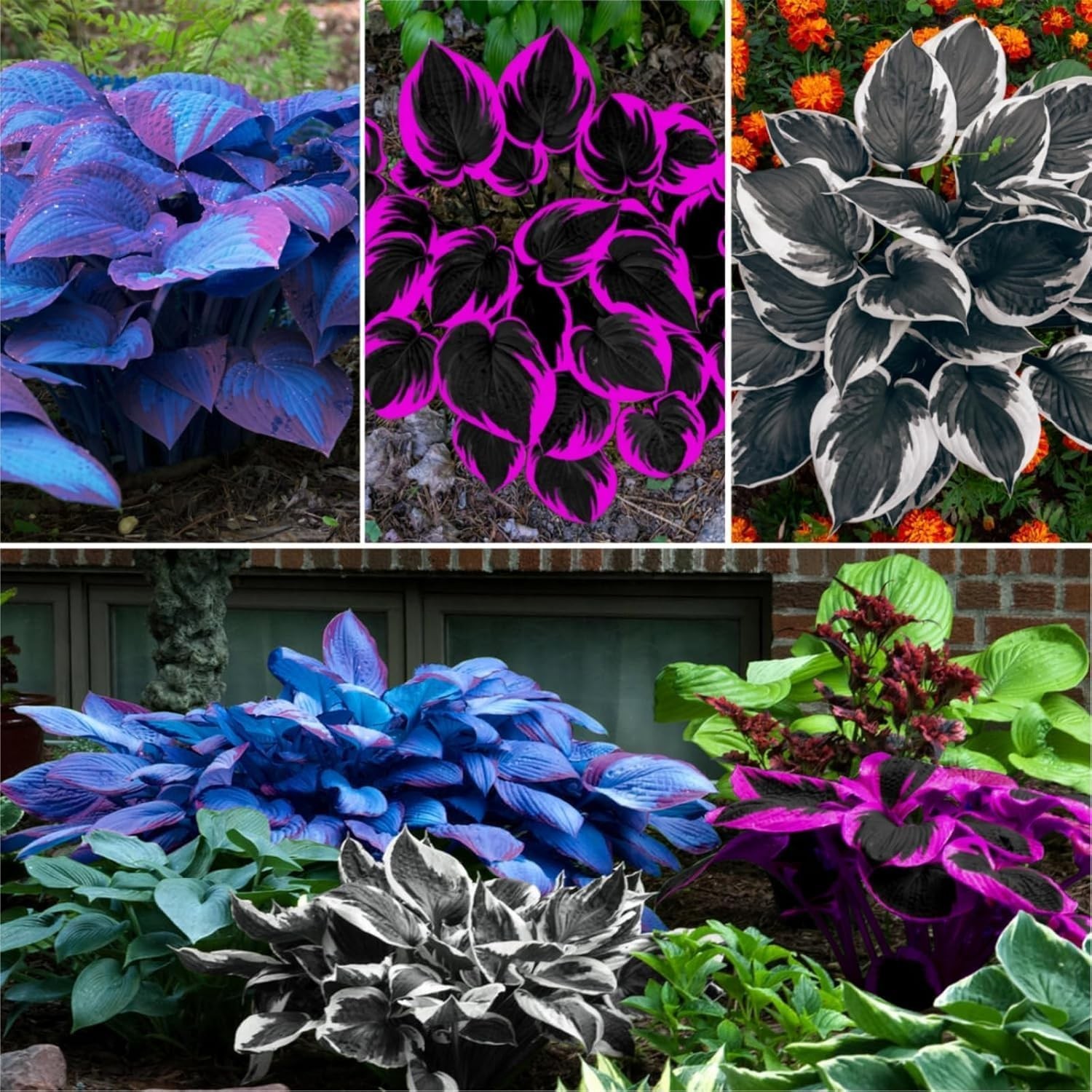 100pcs Hosta Seed Pack – Low Maintenance Perennials for Beautiful Landscapes