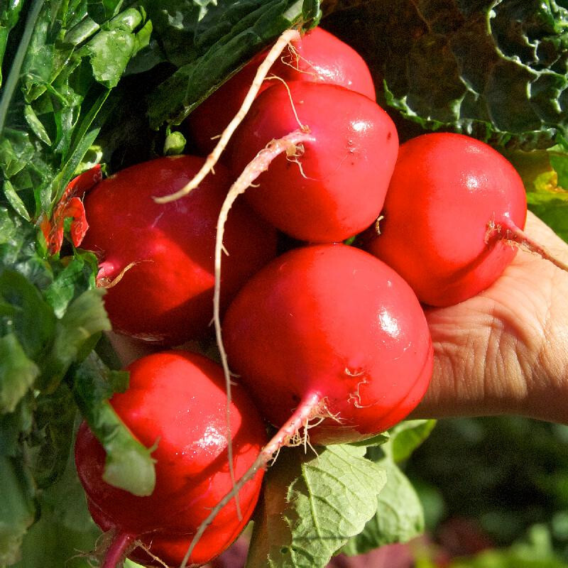 700+ CRIMSON GIANT RADISH SEEDS. FRESH FOR 2024 GARDENS