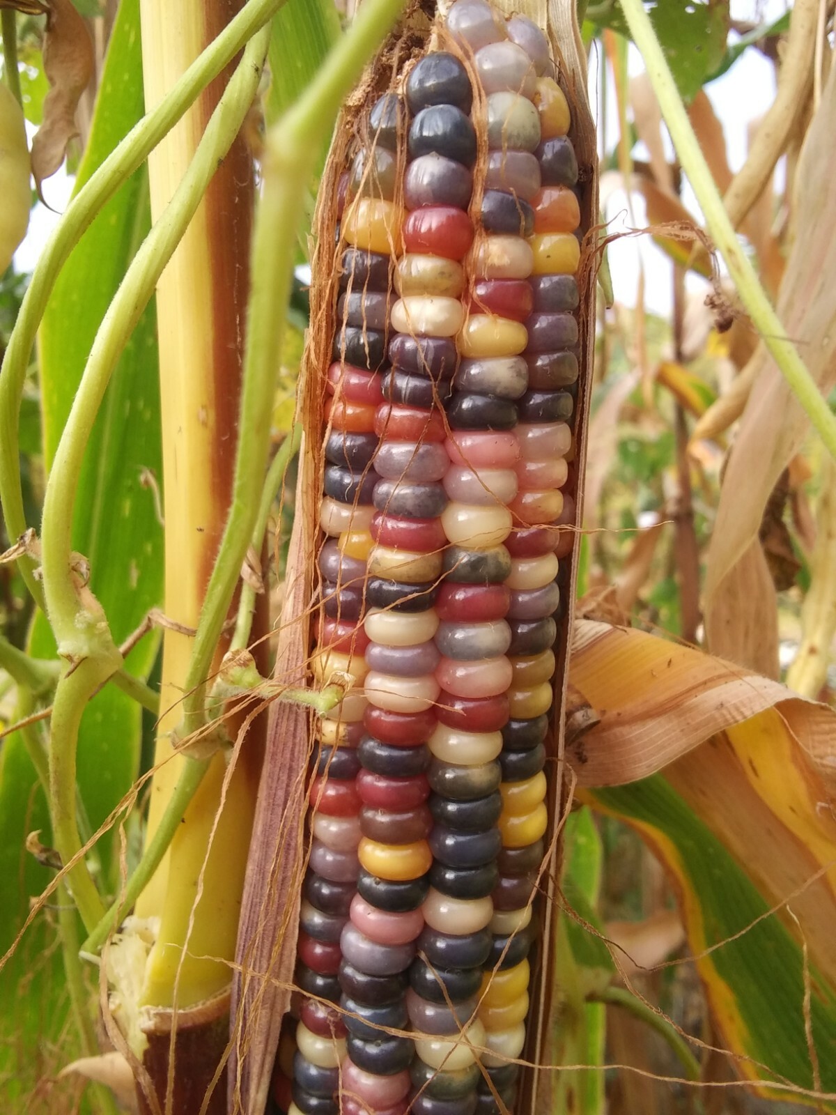 100 GLASS GEM INDIAN CORN SEEDS 2021 HARVEST