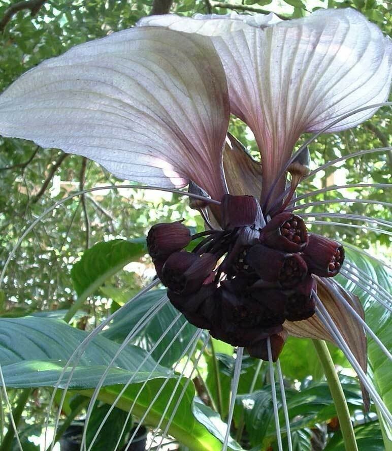 Tacca chantrieri White | Nivea | White Bat Flower | Bat Head Lily | 20_Seeds