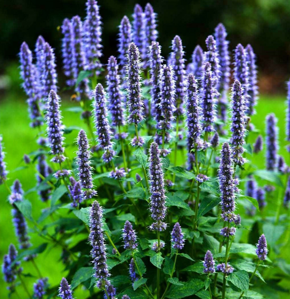 Korean Mint Seeds | Agastache Purple Giant Hyssop Banga Bae Cho Asian Seed 2024