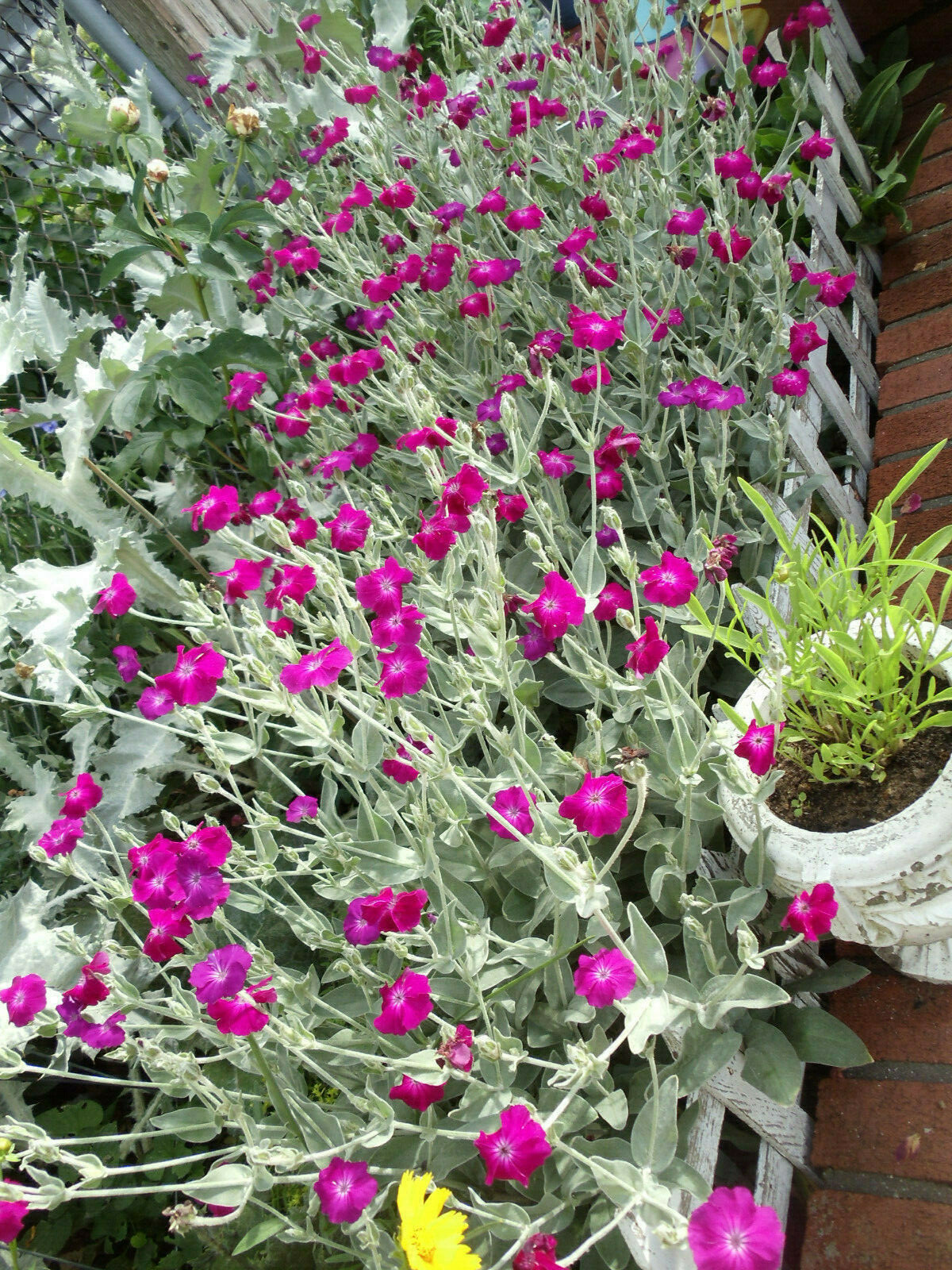 Purple-Rose Campion Perennial Vibrant Deep Color & Constant Flowering~120 Seeds