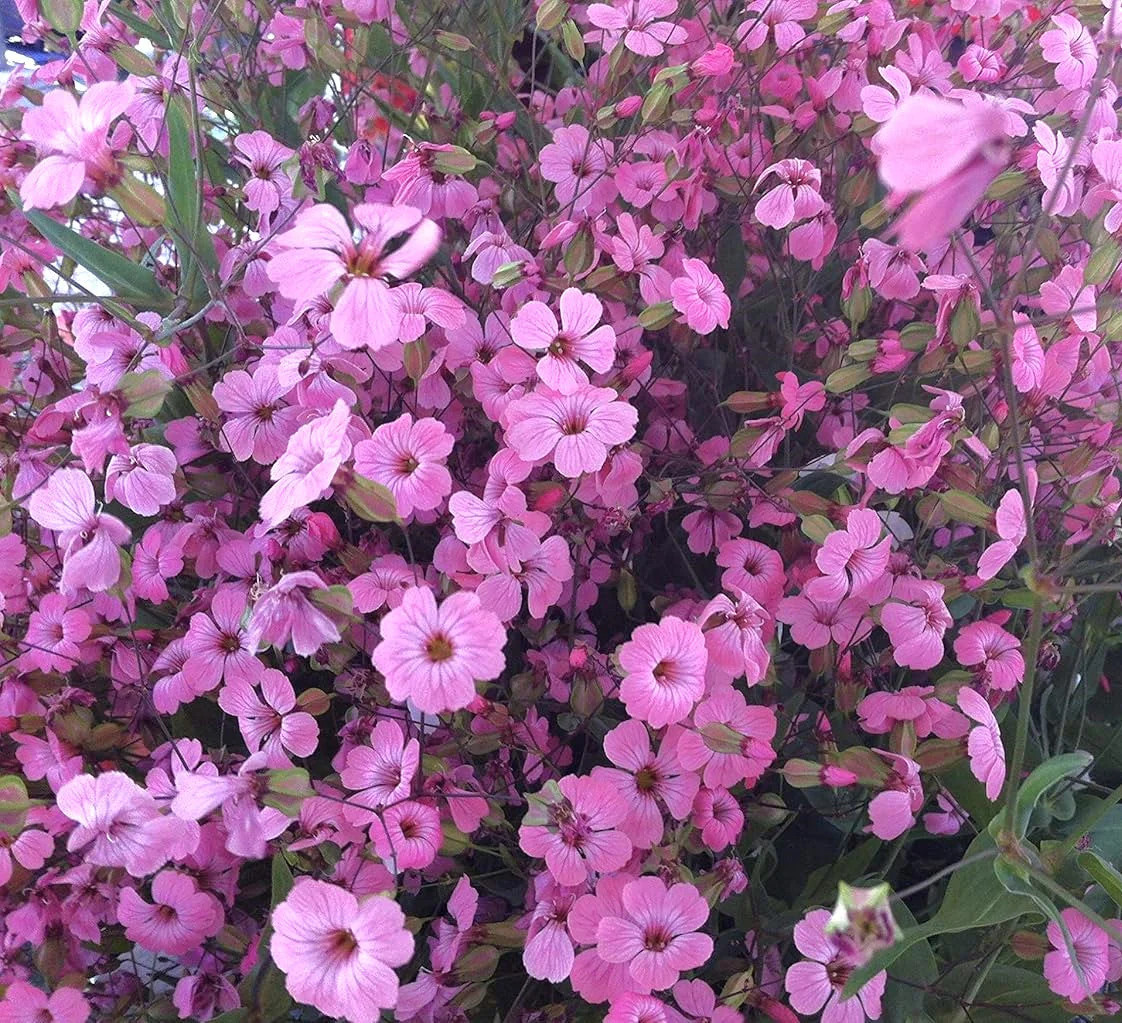 Pink Beauty Soapwort Seeds – For 2025 Planting Saponaria Soap Plant Rose Ground