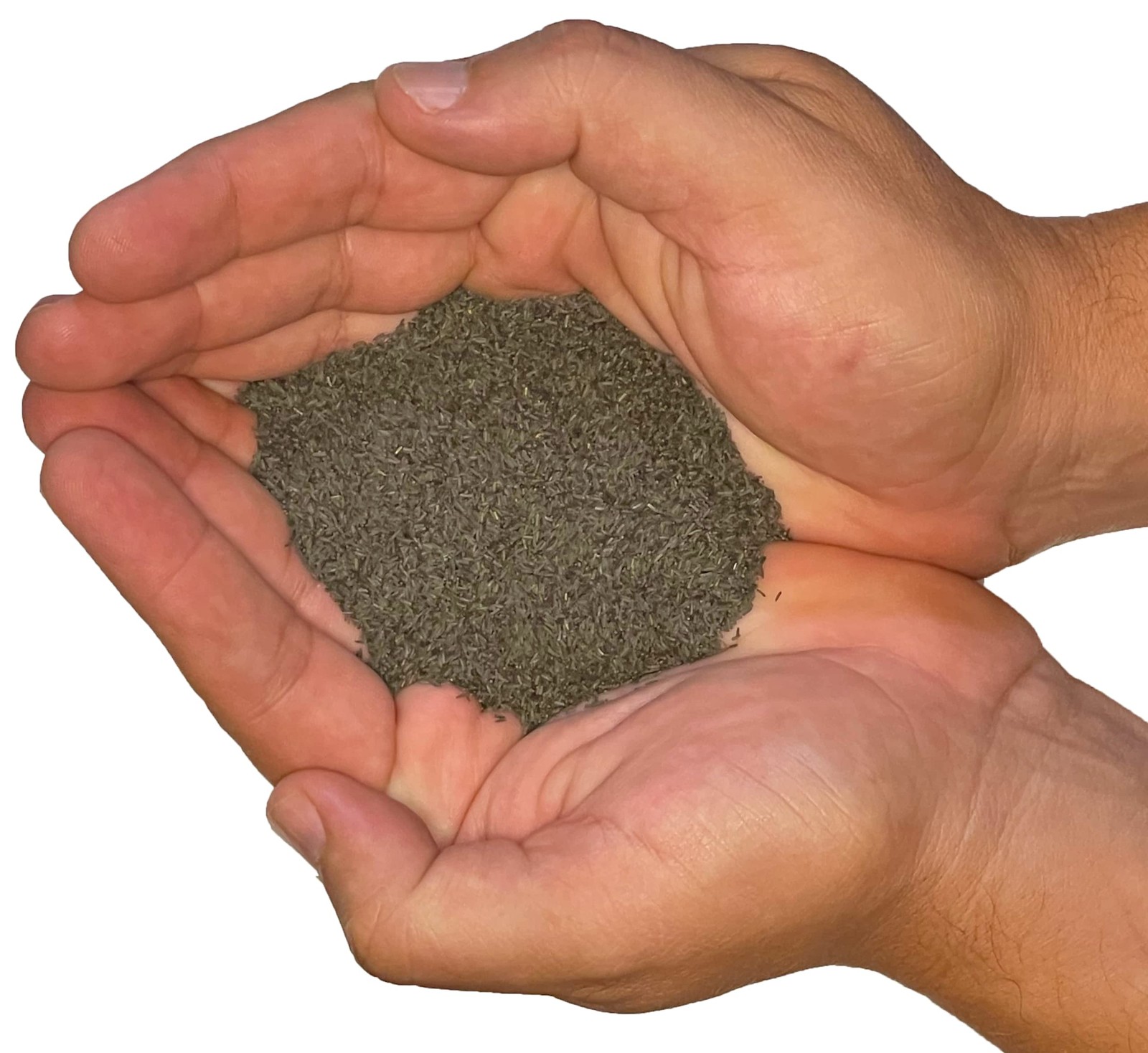 Black Eyed Susan Seeds for Planting, 1 Ounce, 1 Ounce 106,000 Seeds,