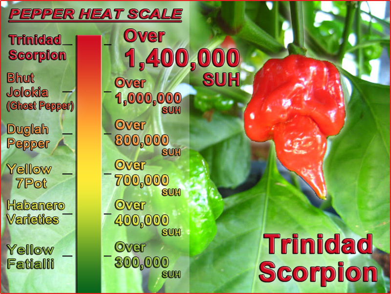 Scorpion Chili Pepper Seeds – New Crop – 100 seeds
