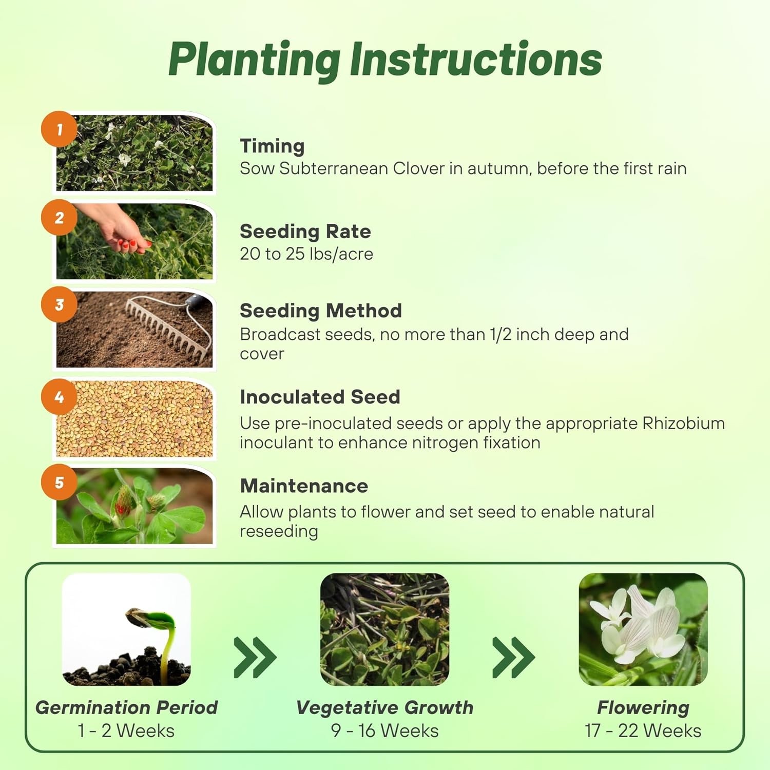 10 LBS – Inoculated Subterranean Bulk Clover Seeds – Trifolium Subterraneum