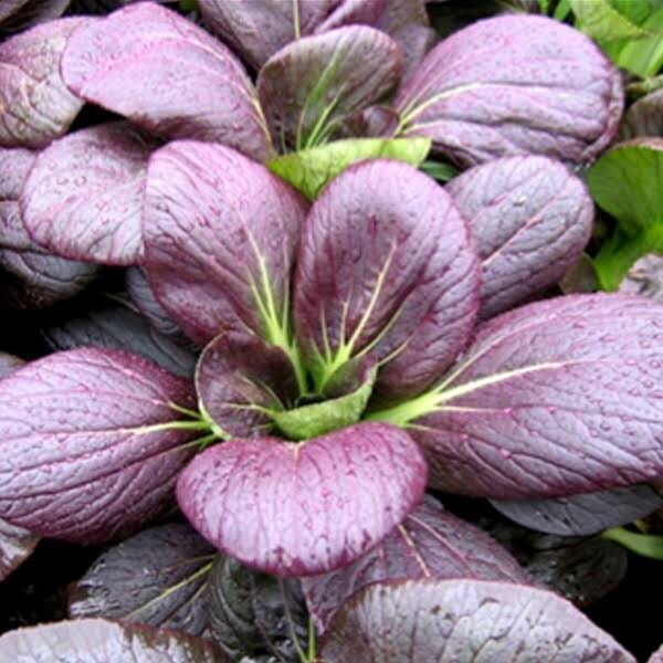 Purple/Green Bok Choy F1 hybrid Cabbage Seeds 40~45 days. Shanghai Pak Choy
