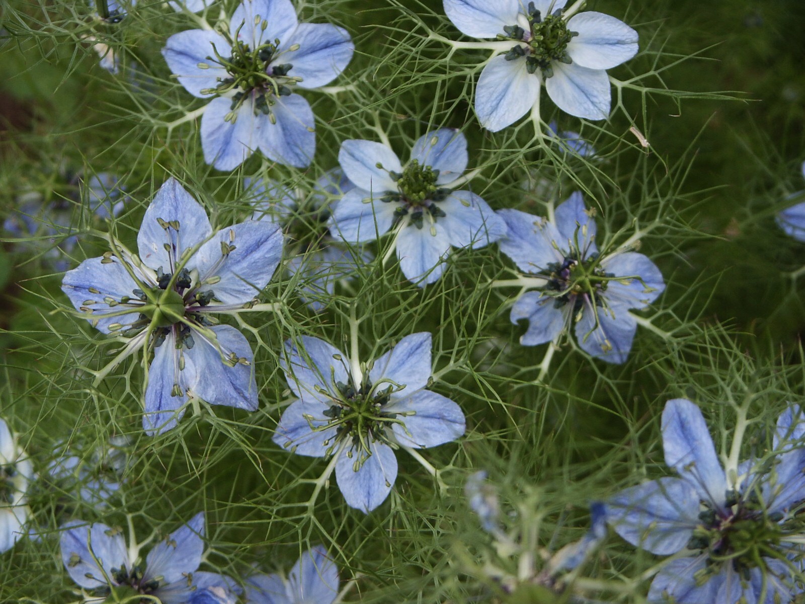 Black Cumin Seeds – Nigella sativa Seeds – Culinary Plant – Multiple Quantities