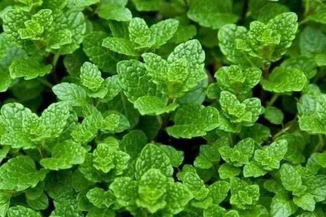 3 Bags Vietnamese Mint Rau Hung Lui Easy to Grow, Delicious!! Rau Thom 500 Seeds