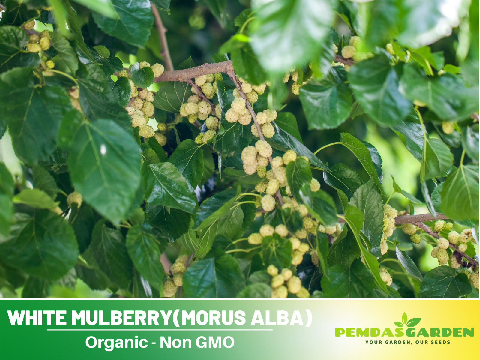 55 Seeds| White Mulberry Fruit Seeds #6032
