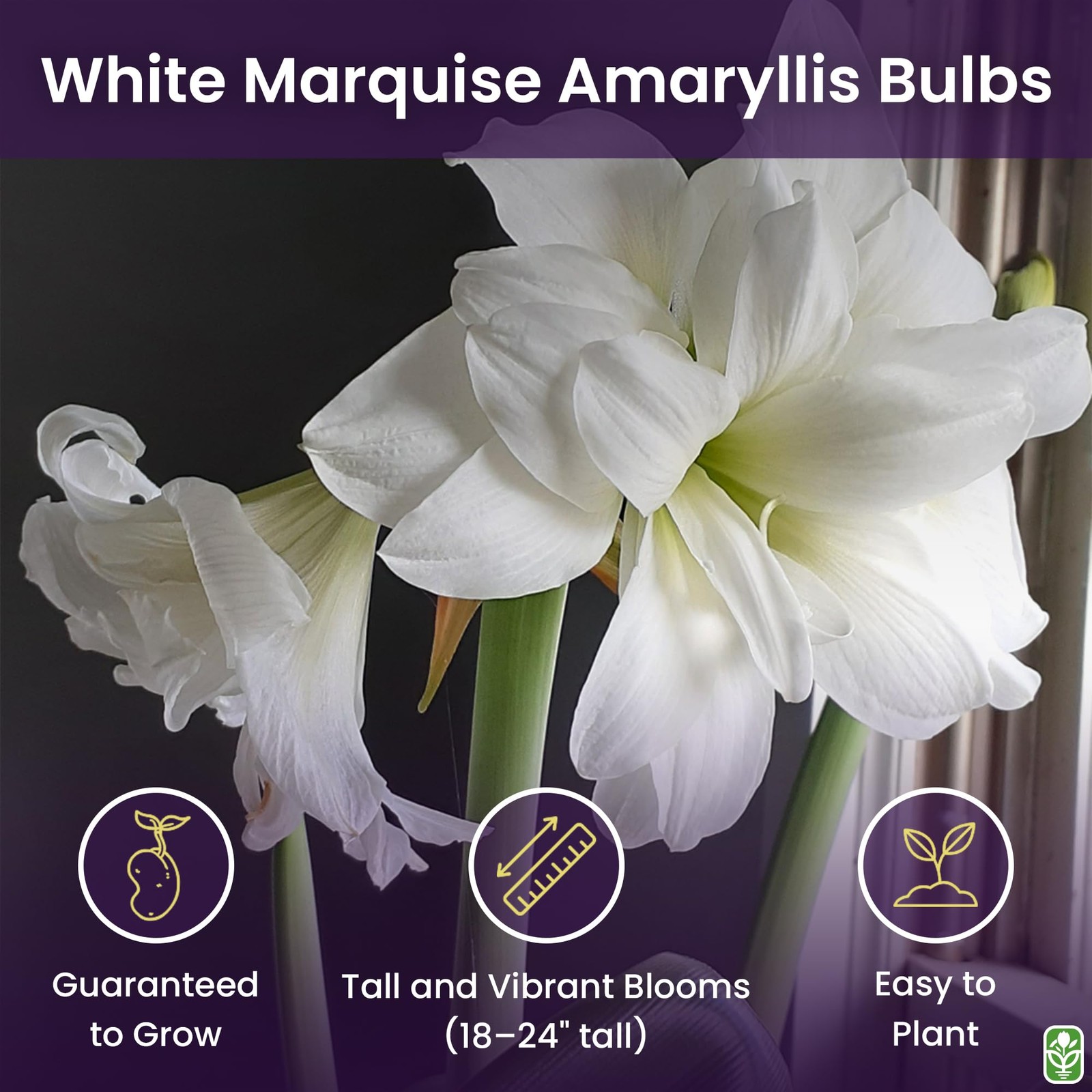 Large Amaryllis Bulb for Planting – 4-8 Blooms, 16-24″ Tall, Easy Care Decor