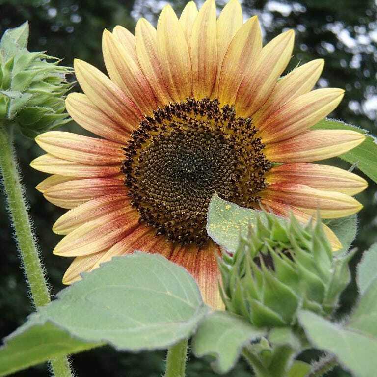Sunflower AUTUMN BEAUTY MIX Branching Multiple Flowers Non-GMO 100 Seeds