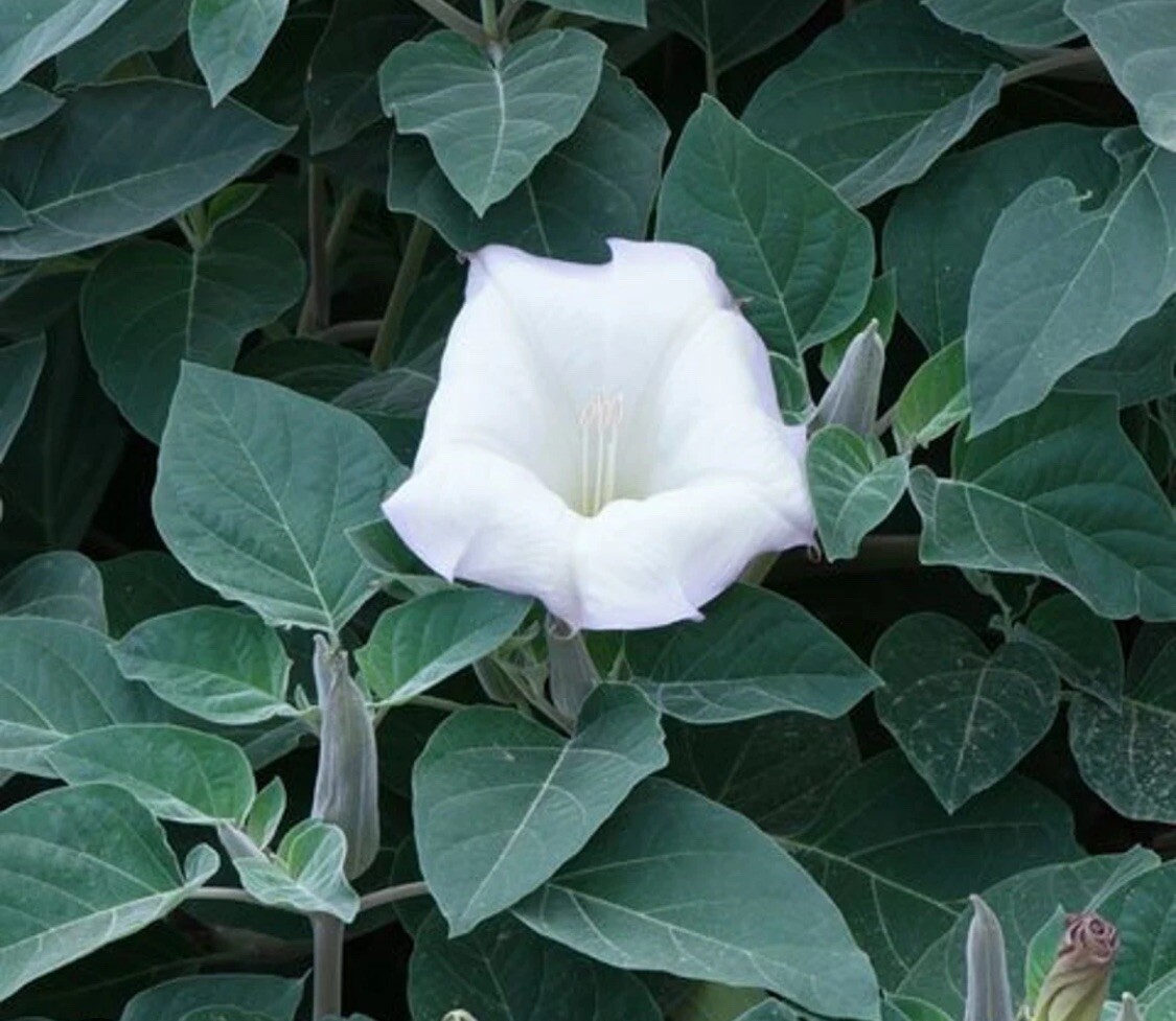 Bushy Moonflower Variety- 10 Seeds