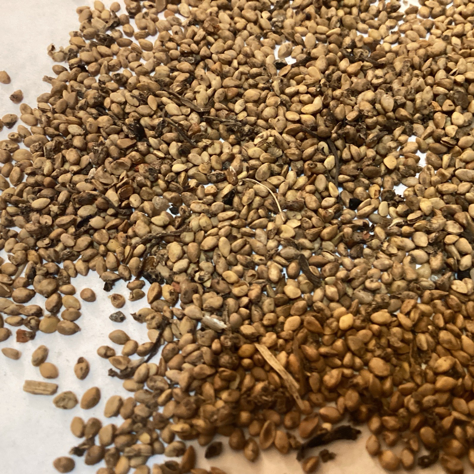 White Mulberry Tree Seeds (Morus Alba)