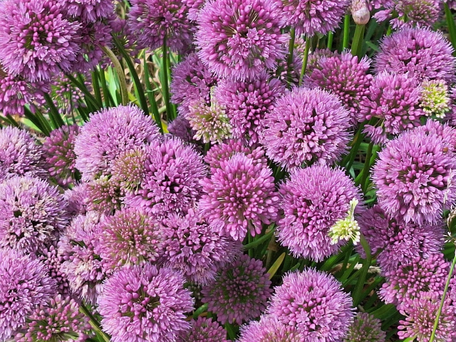 ALLIUM MILLENIUM LAVENDER FLOWERS 200 SEEDS, ORNAMENTAL ONION, HARDY