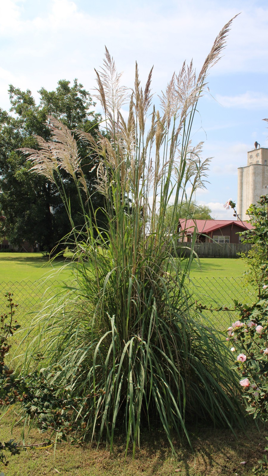 1000+ Ornamental Pampas Grass Seeds Perennial Drought Hardy Fast Growers 10 Feet