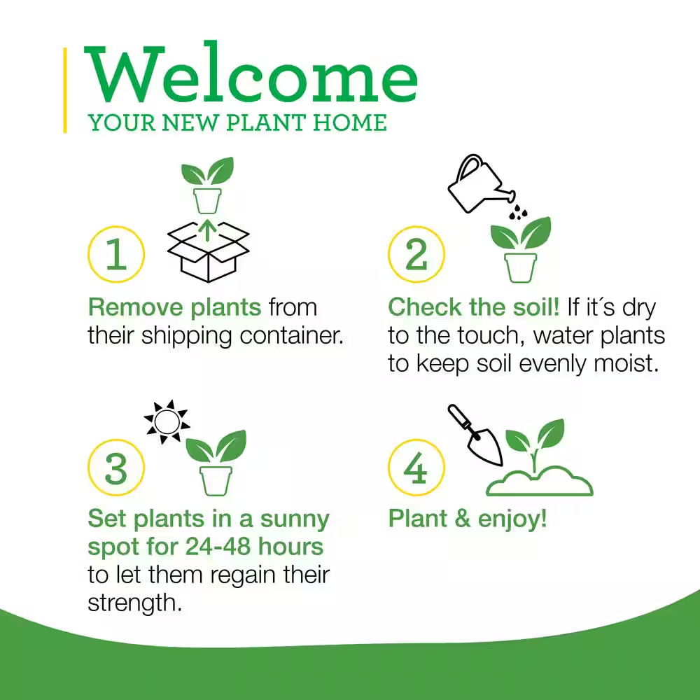 19 Oz. Curled Parsley Herb Plant (2-Pack)