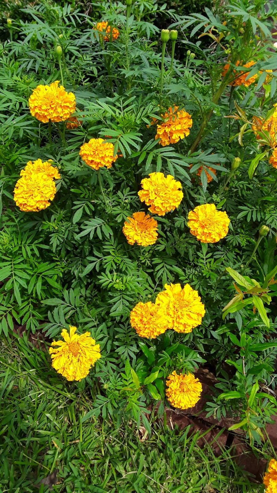 300 African Marigold Crackerjack mixed Tagetes erects. Annual Flower