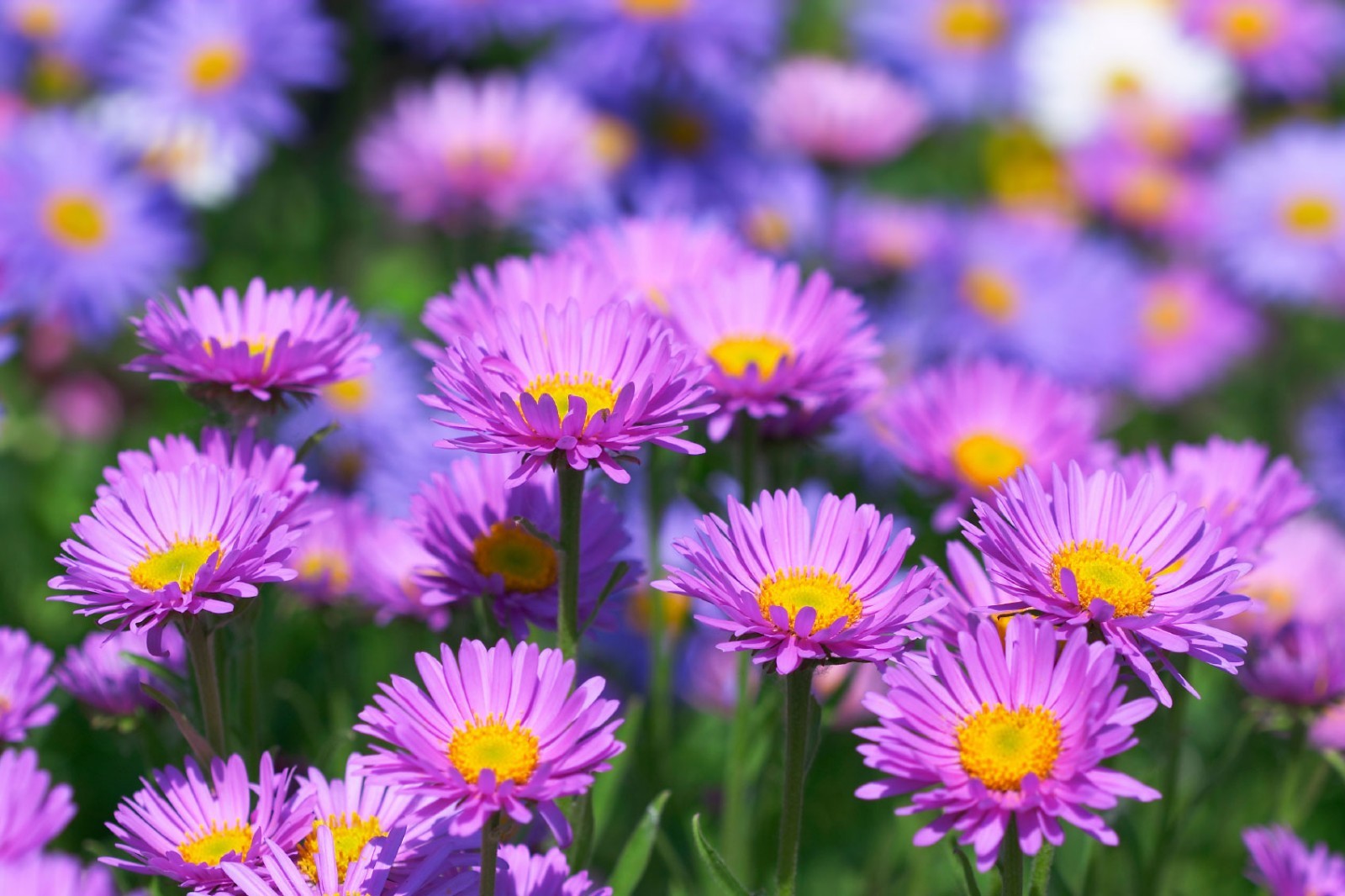 301+GIANT CALIFORNIA CHINA ASTER Mix Seeds Cut Flowers Summer Garden Container