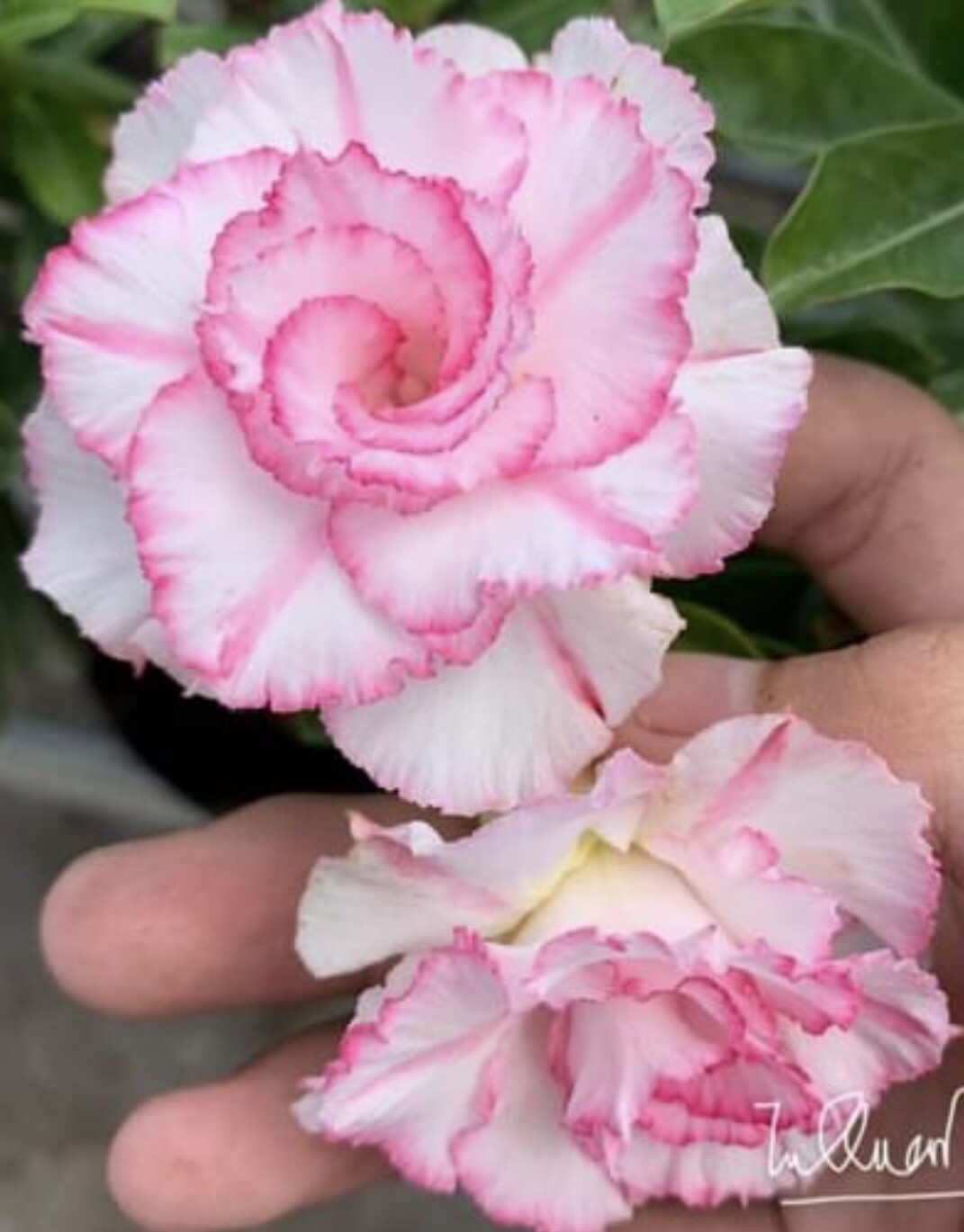 10 Desert Rose Seeds- Pink & White. Pretty.