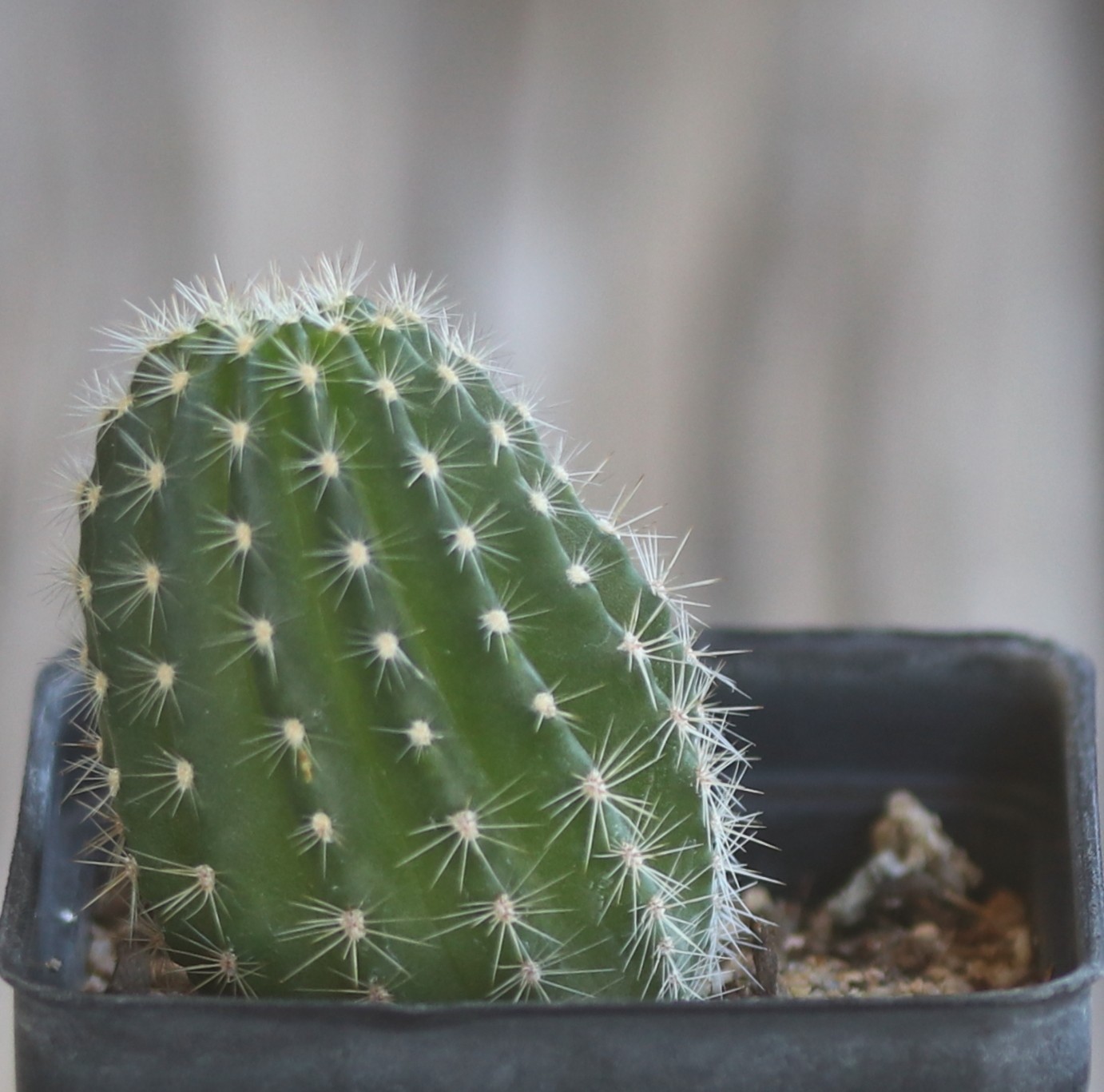 Echinopsis hybrid ‘Pink Stripes’