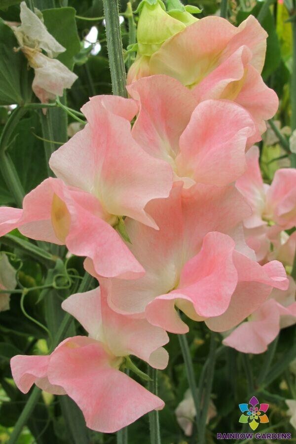 50+ Yvette Ann Sweet Pea Seeds for Garden Planting – USA – FREE SHIPPING!