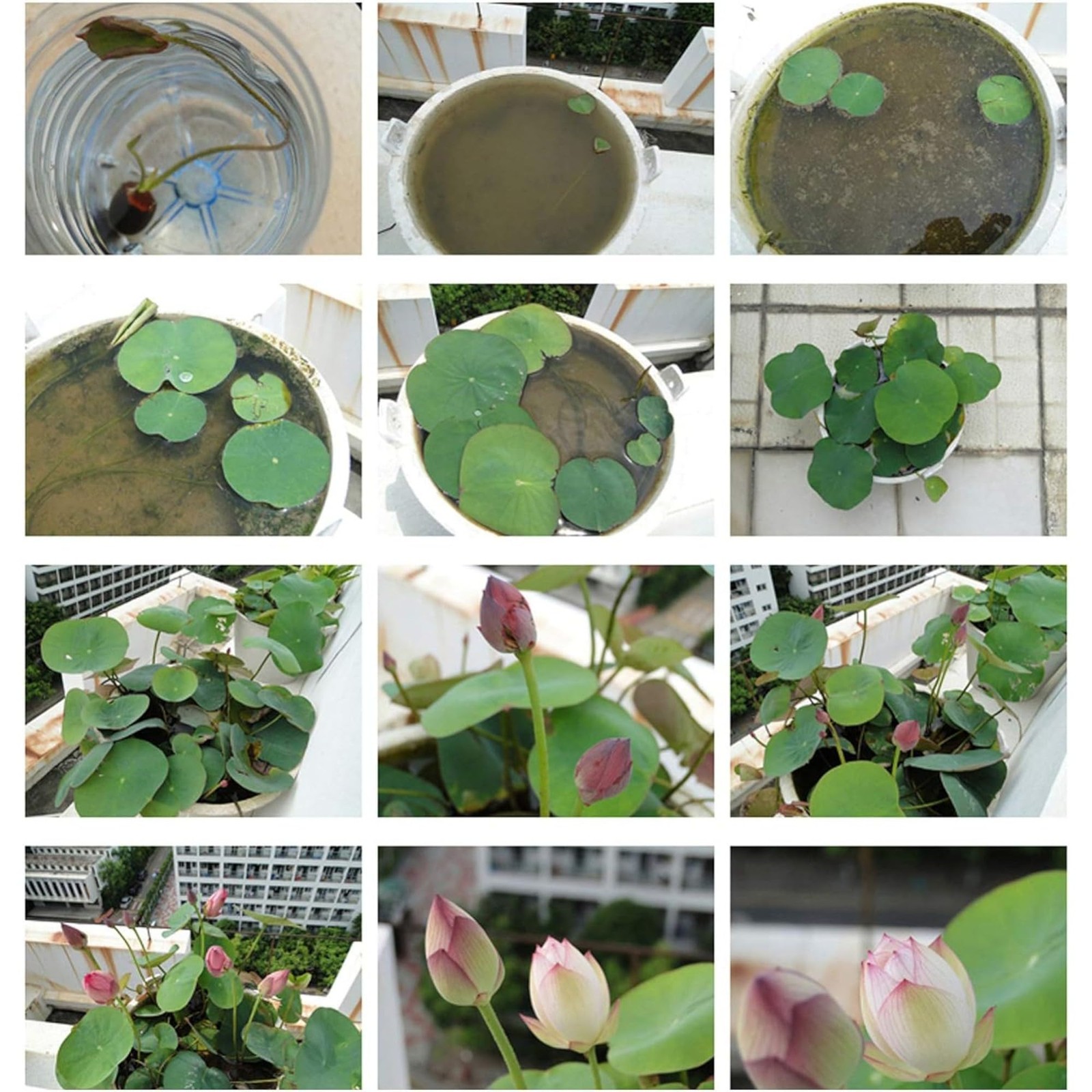 12pcs Mixed Pink, Red & Green Color Bowl Lotus Seeds for Planting Beautiful W…