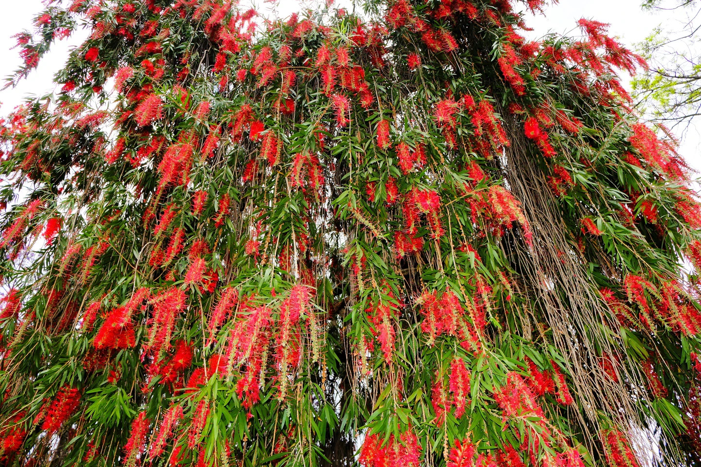 RARE Crimson Bottlebrush Flower – 3 cuttings for rooting or grafting