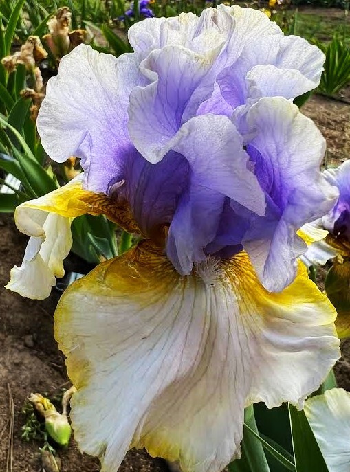 Sun Devil Bicolor Bearded Iris Rhizome, Yellow & Purple Flowering Plant, Root
