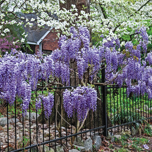 5 Chinese Blue Wisteria sinensis Tree Seeds Fast Climber Flower Vine Hardy Plant